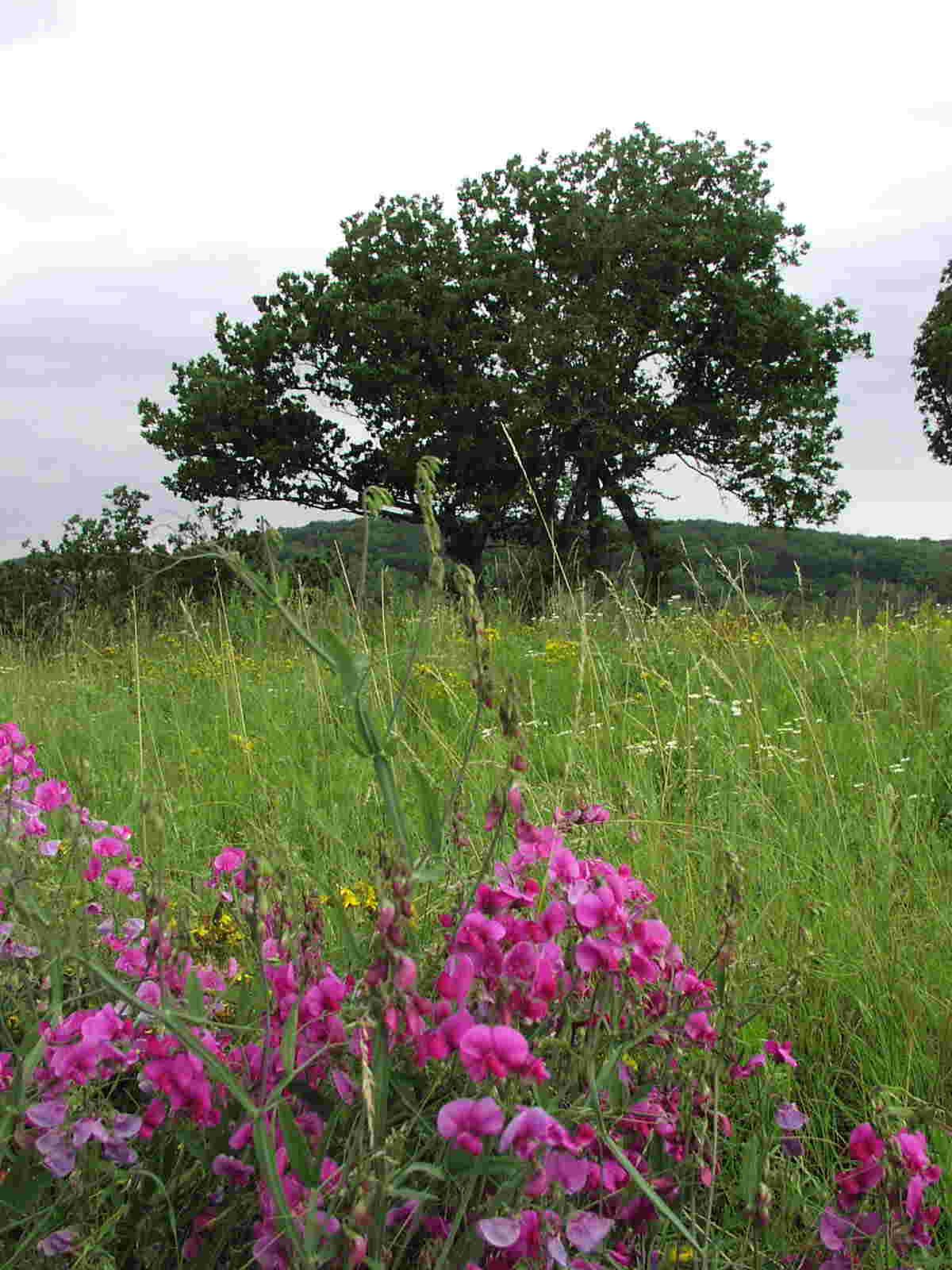 Orchideen am Berg