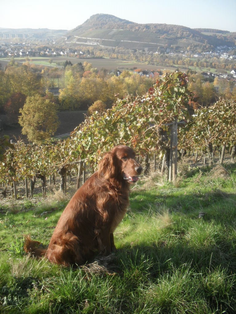 Herbst2010