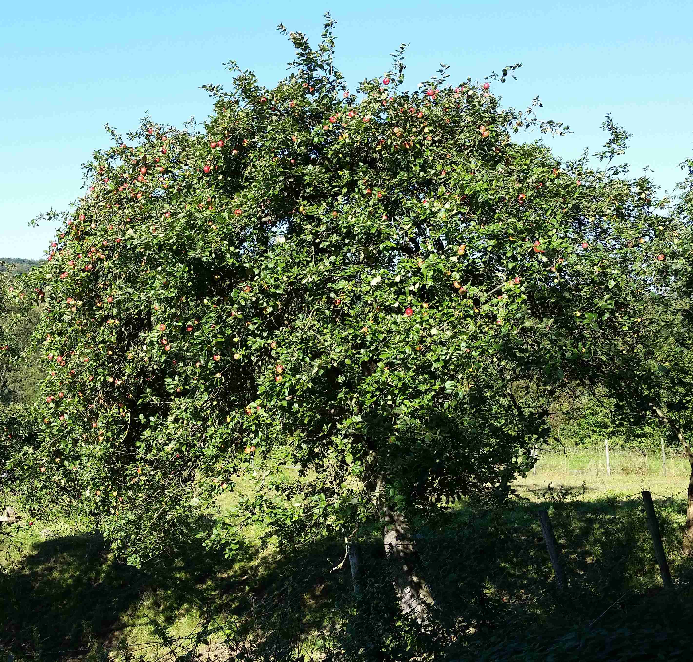 apfel