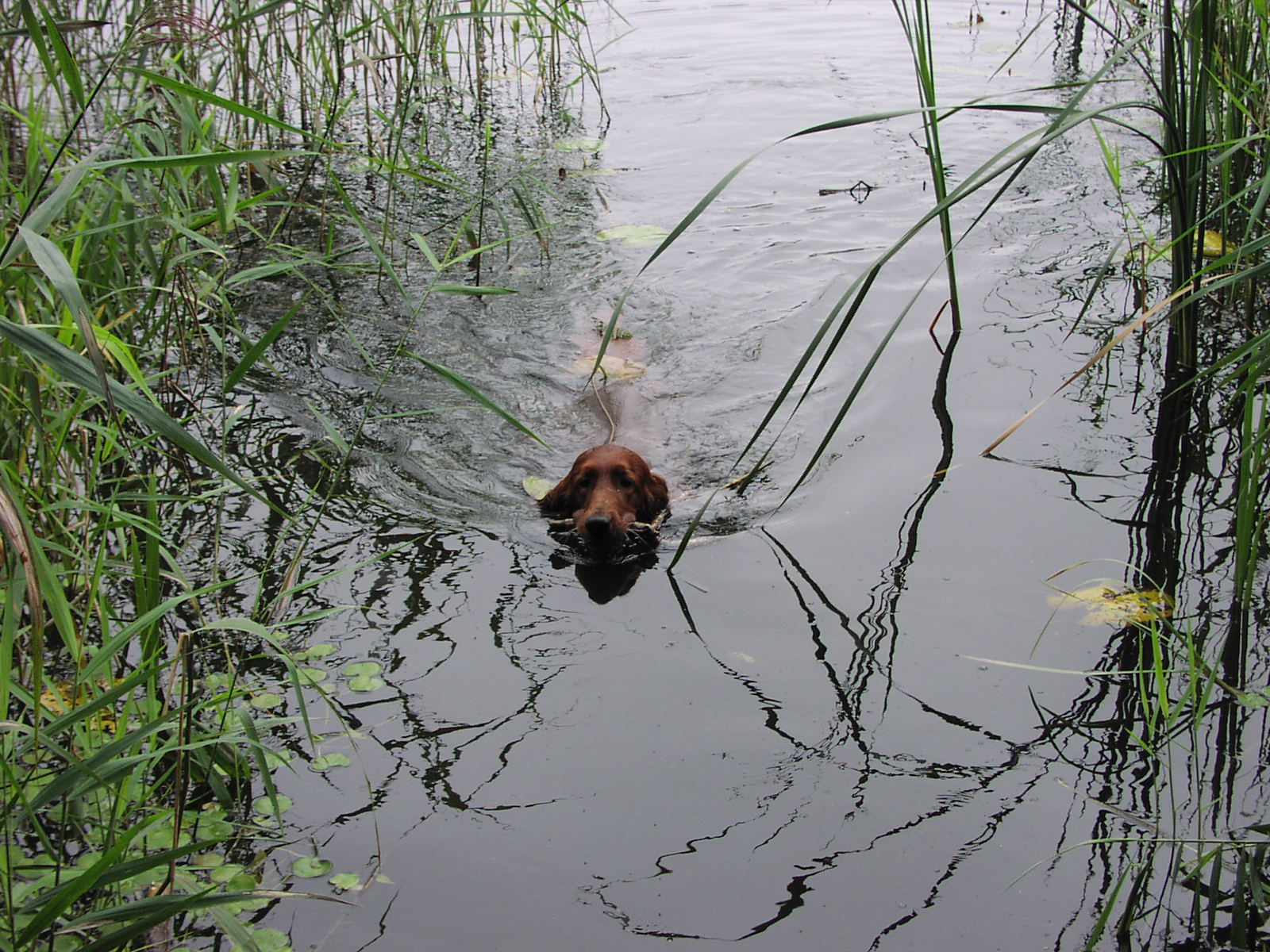 Hund im See