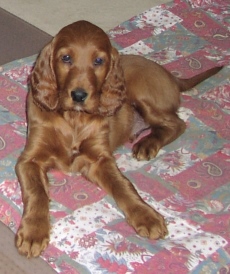 Unser Hund