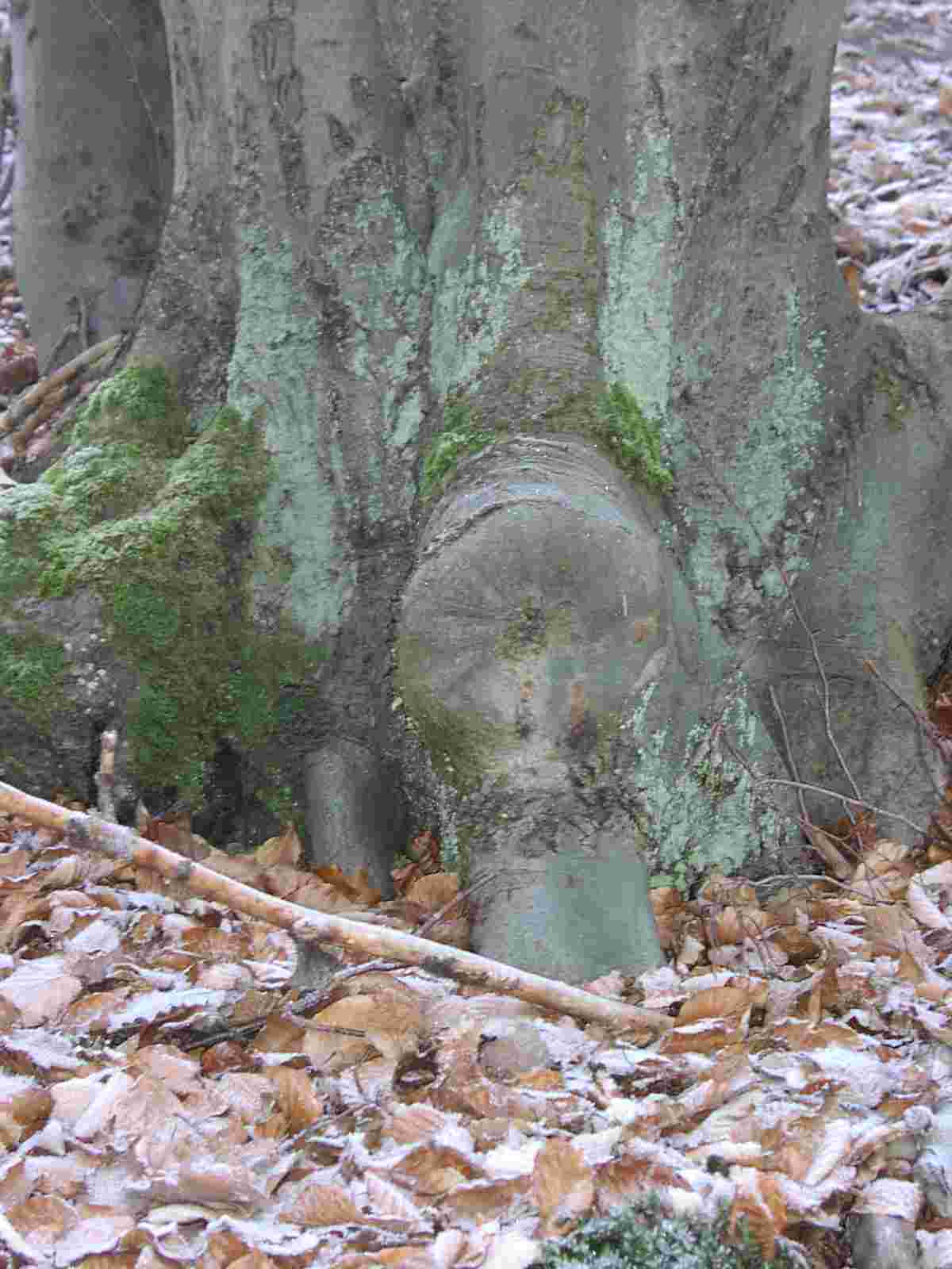 baumstamm