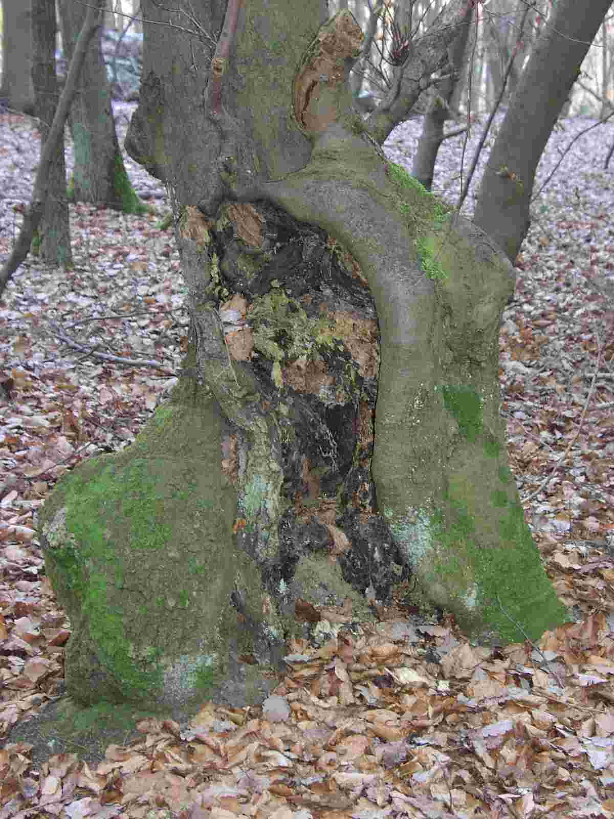 baumstamm