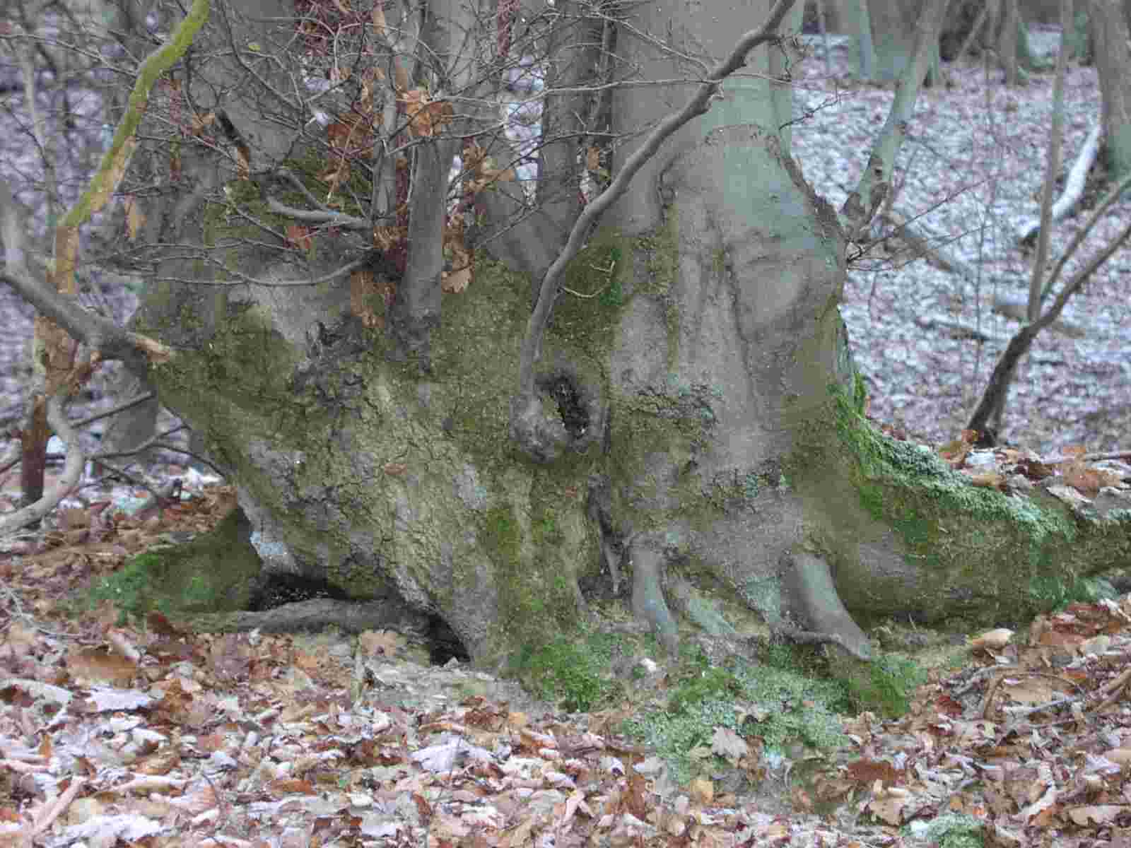 baumstamm