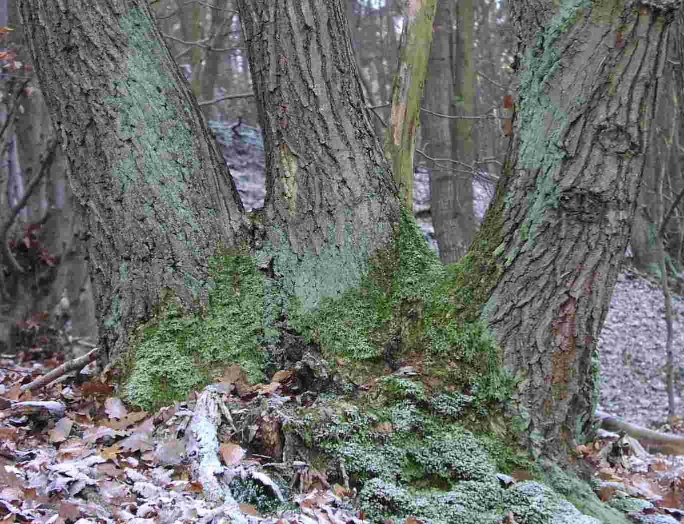 baumstamm