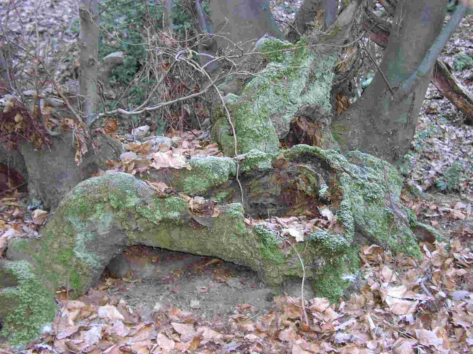 baumstamm