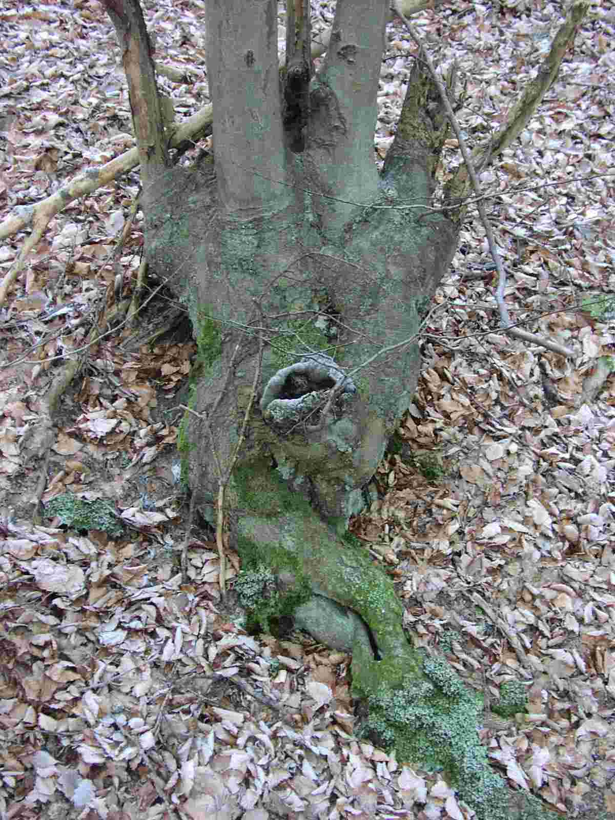 baumstamm