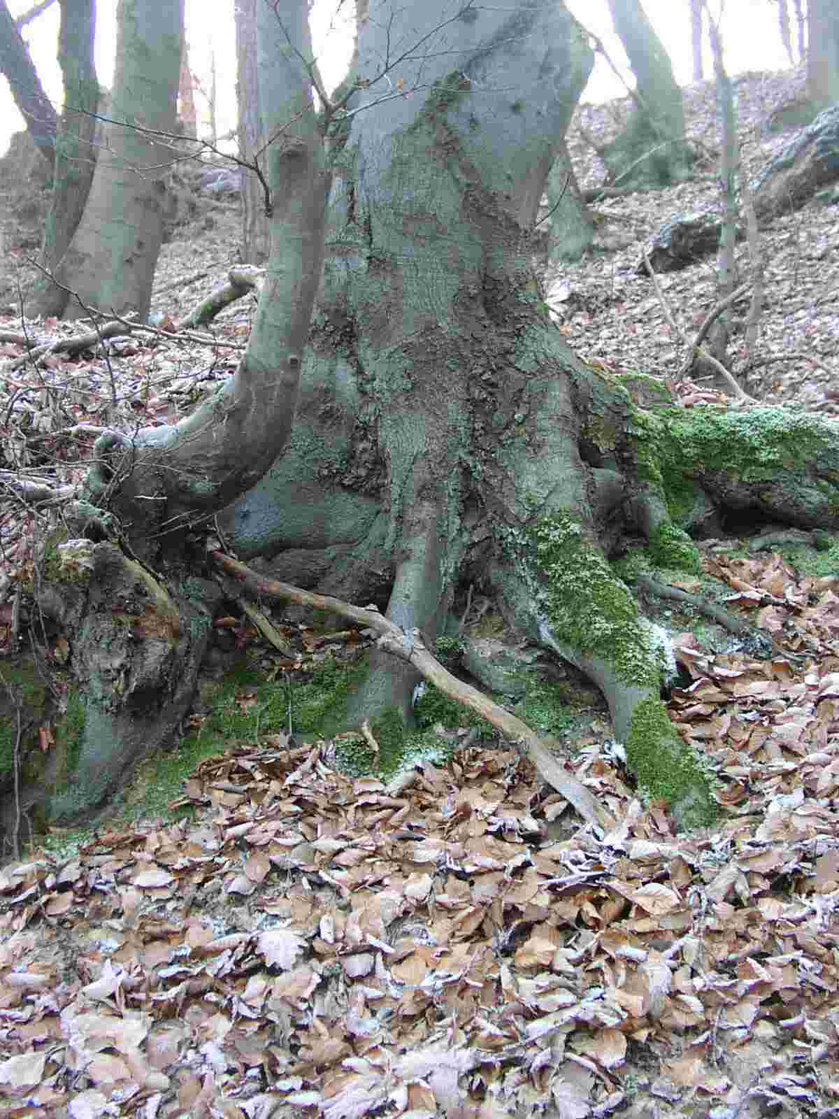 baumstamm
