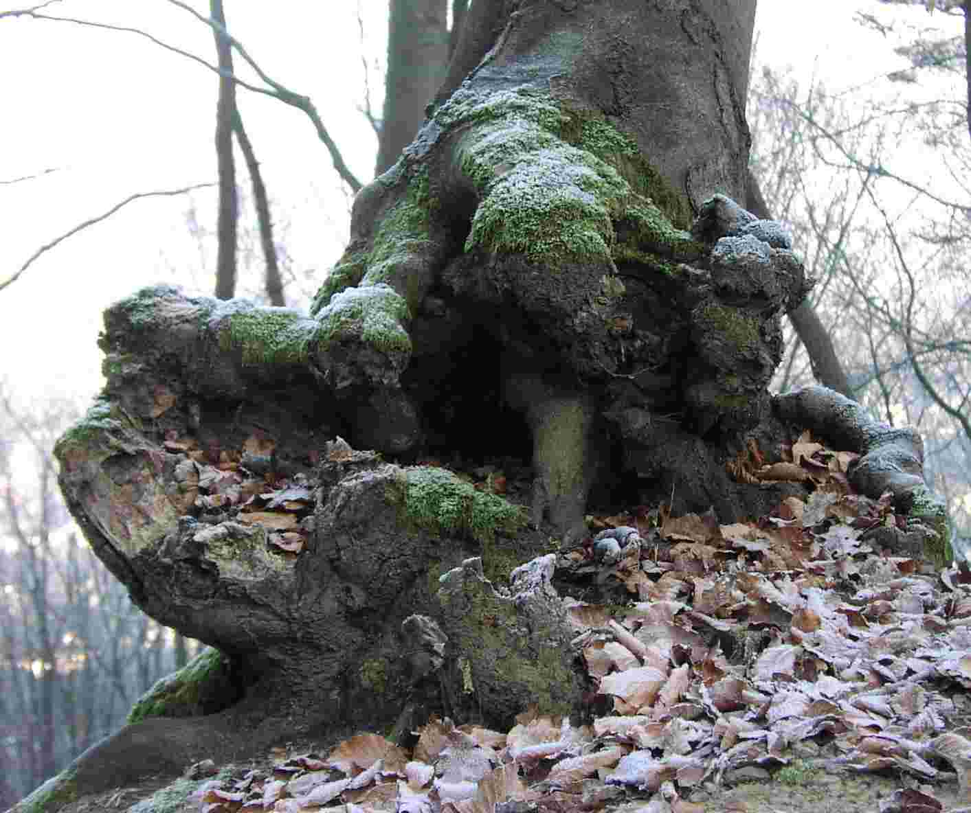 baumstamm