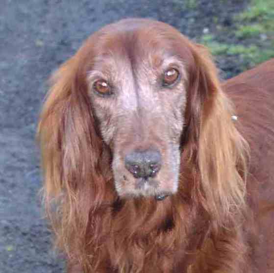 Hundekopf