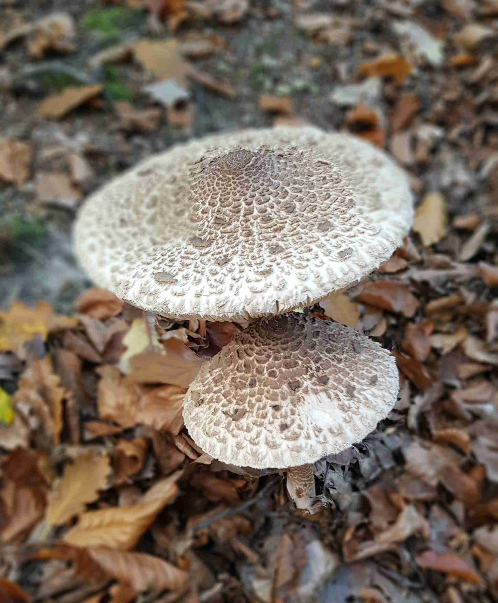 pilzdoppel