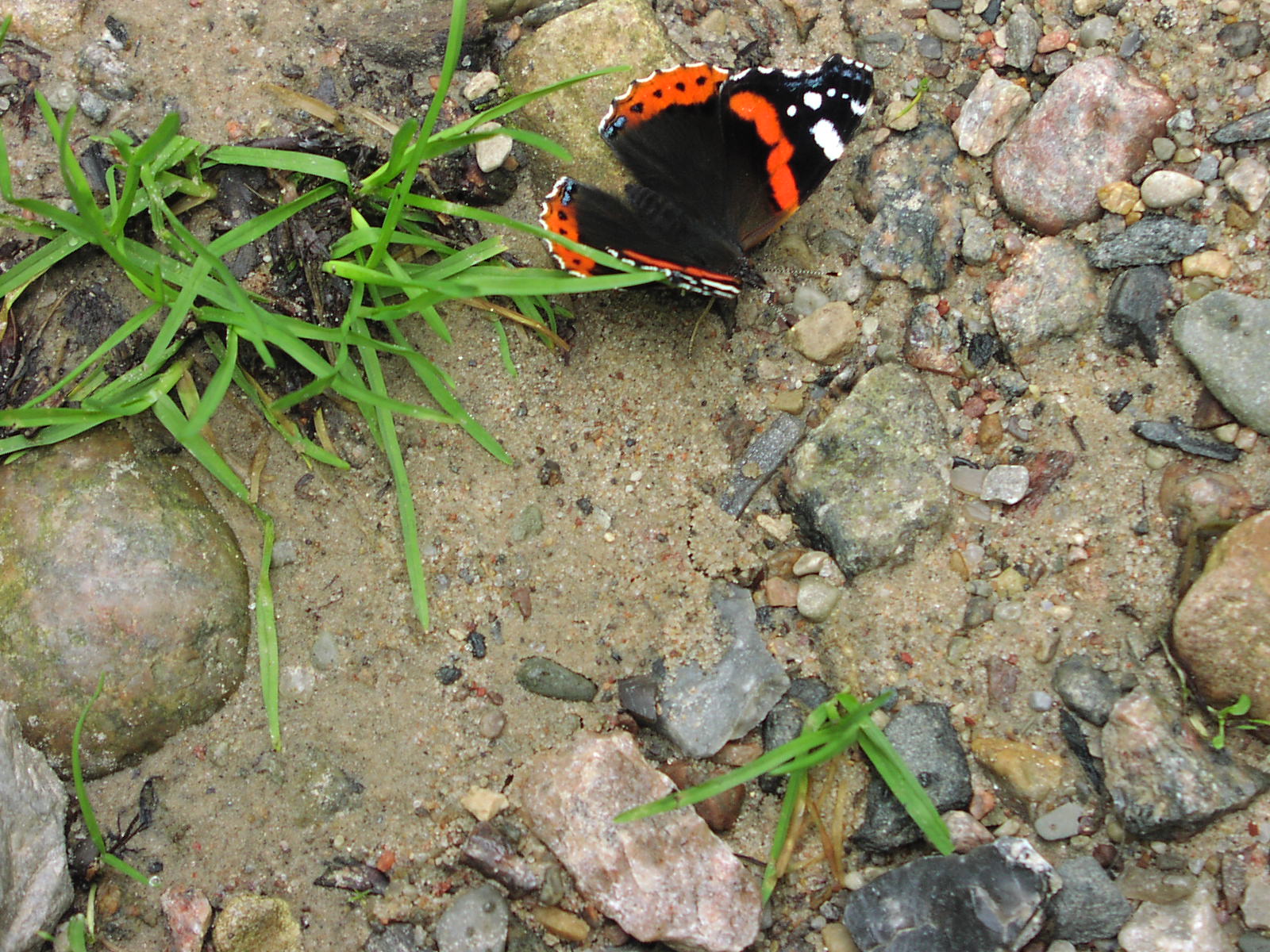 Schmetterling
